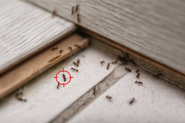 Pest Control Cost in New Bedford, PA