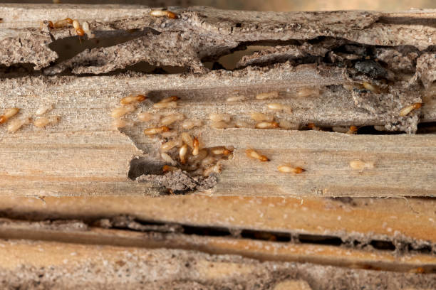 Best Pest Control Near Me in New Bedford, PA